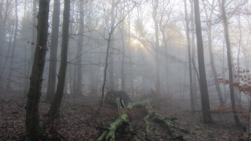 Bannwald 18-01 _04